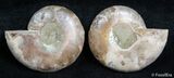 Inch Split Ammonite Pair #2665-1